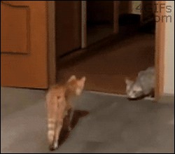 Gif Cuando llego tarde y me cruzo con el jefe en la puerta