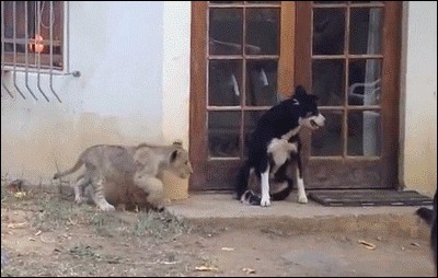 Gif Cuando el jefe se acerca sin hacer ruido