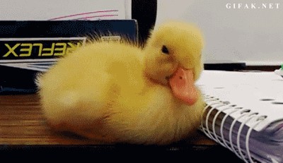 Gif Haciendo la digestión los viernes